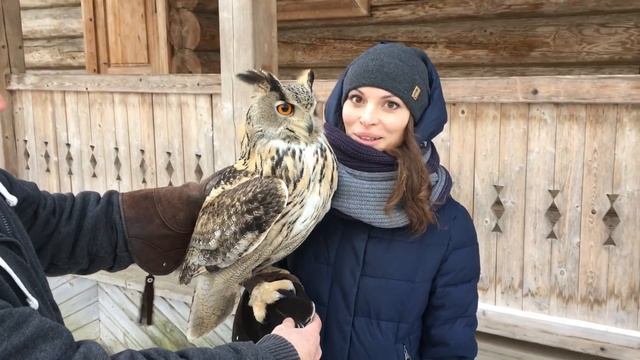 Сова филин , знакомство с совой, подборка сов, полярная сова смотреть онлайн
