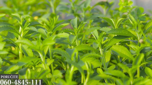 STEVIA Kap Po Kap Do Zdravlja