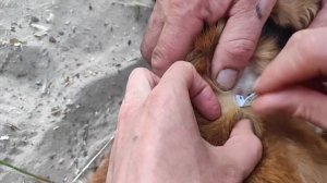 КАК вытащить КЛЕЩА у собаки с помощью ПОДРУЧНЫХ средств СПАСАЕМ собаку!