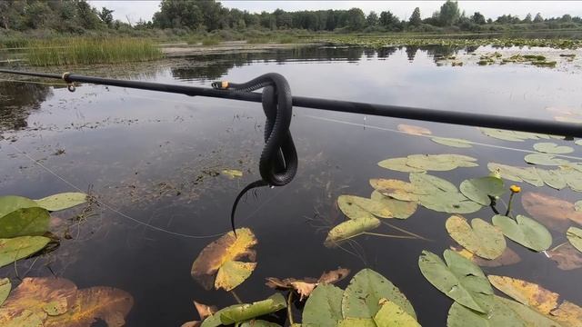 Ловля крупного карася! смотреть онлайн