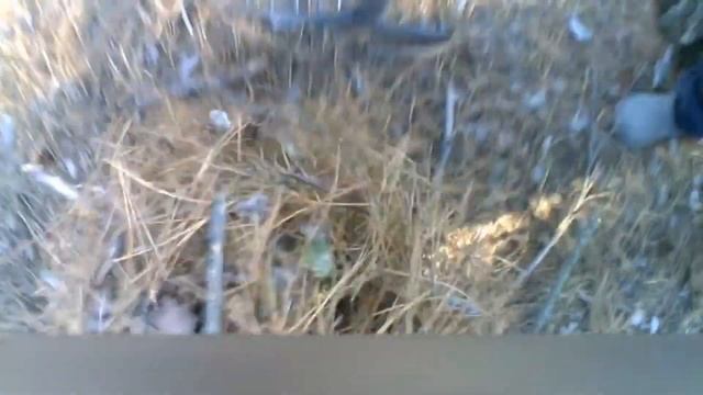 Поехал в лес на муравье и застрял смотреть онлайн