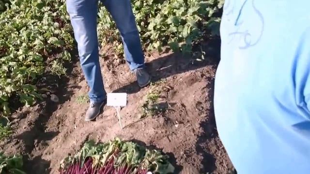 Свекла столовая Бохан F1 смотреть онлайн