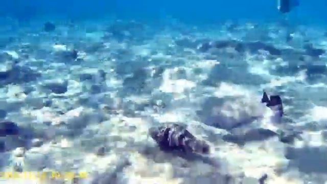 Faraana Reef Resort 4*. Обитатели кораллового рифа отеля Фараана Риф