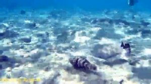 Faraana Reef Resort 4*. Обитатели кораллового рифа отеля Фараана Риф