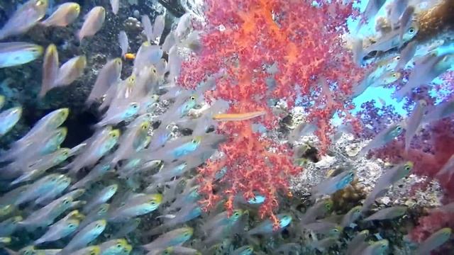 Nikon Coolpix AW100 Holiday in the Red Sea with Fantasea Line смотреть онлайн