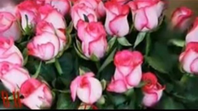 РОЗЫ КРАСНЫЕ,РОЗЫ БЕЛЫЕ смотреть онлайн