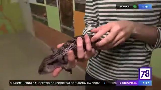 Ящерица, змея или крокодил. Синеязыкий сцинк смотреть онлайн
