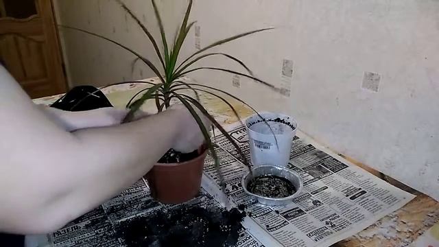 Первая пересадка драцены смотреть онлайн