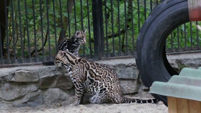 Трогательные отношения мамы оцелота с маленьким котенком. смотреть онлайн