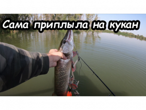 Рыба сама пришла на кукан