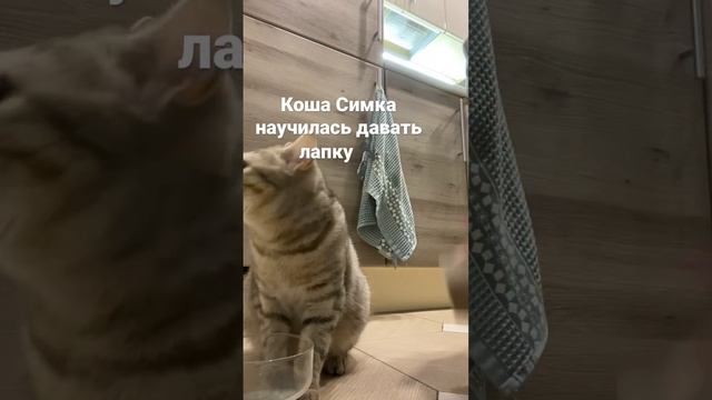 Первый результат тренировки. Котёнок даёт лапку за вкусняшку. Дрессировка шотландской кошки. смотреть онлайн