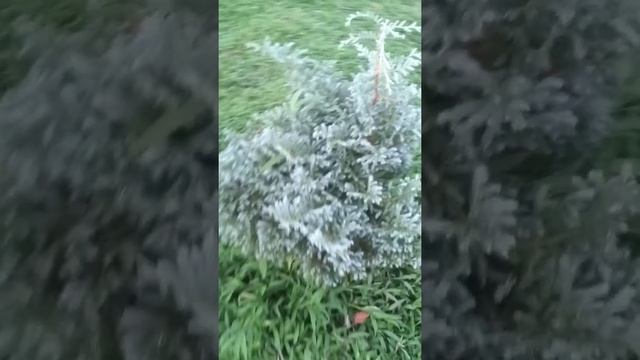 pino morado Cupressus macrocarpa Goldcrest ciprés Monterrey o ciprés California смотреть онлайн