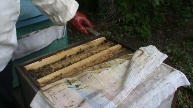 Пчеловодство для начинающих! Расширение гнезда, постановка второго корпуса!!! смотреть онлайн