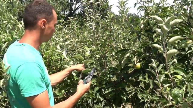 ПРИВИВКА ПОЧКОЙ . ПОЗДНЕЛЕТНЯЯ ОКУЛИРОВКА . САМАЯ ПОДРОБНАЯ ИНСТРУКЦИЯ ДЛЯ НАЧИНАЮЩИХ