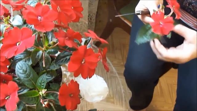 Как размножить бальзамин смотреть онлайн