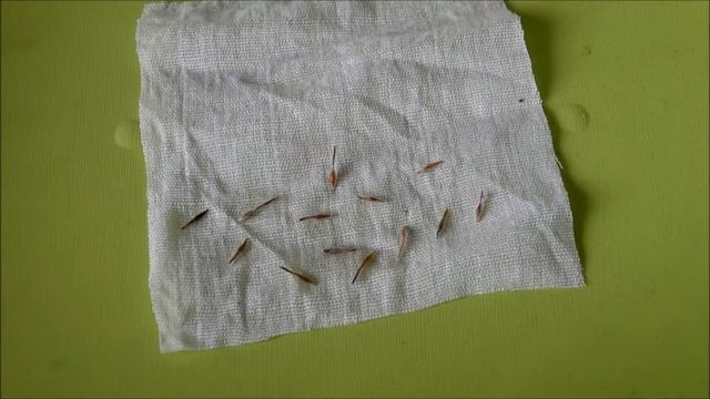 Стратификация семян цветов смотреть онлайн