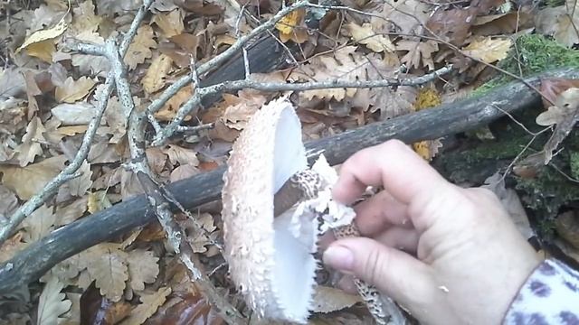 Гриб зонтик, вкуснятина , деликатес в дубовых лесах смотреть онлайн