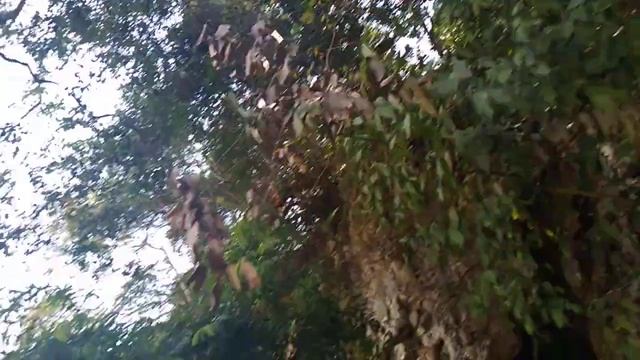 Хойя в природе!