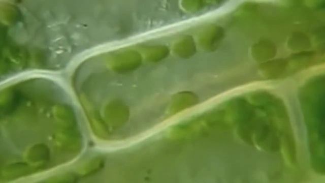 ТАЙНАЯ ЖИЗНЬ РАСТЕНИЙ. КЛЕТКИ ПОД МИКРОСКОПОМ смотреть онлайн