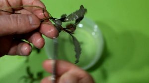 Пересадка Bucephalandra на лаву