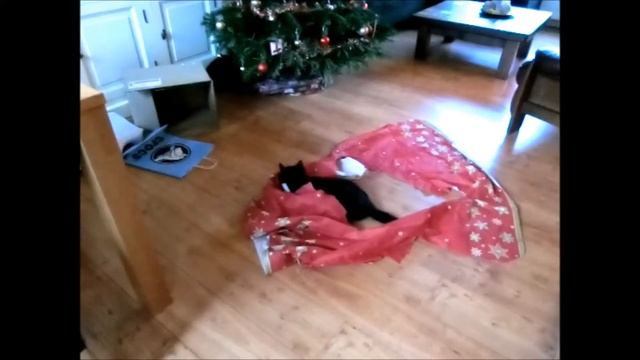 Cats having fun with christmas tree skirt смотреть онлайн