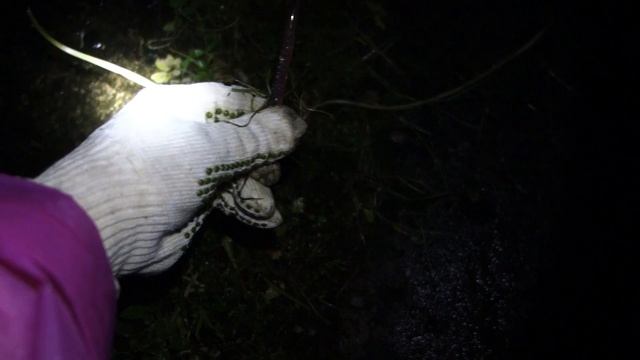 Выползок. Где и как наловить выползков для рыбалки. смотреть онлайн