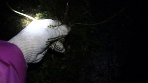 Выползок. Где и как наловить выползков для рыбалки.