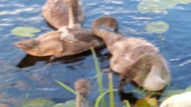 Лебеди с лебедятами на Бельмонтасе в Вильнюсе смотреть онлайн