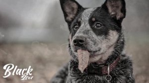 Канги - Я Хочу Найти Ту Самую Собаку l Я Ищу И Помню (2020)