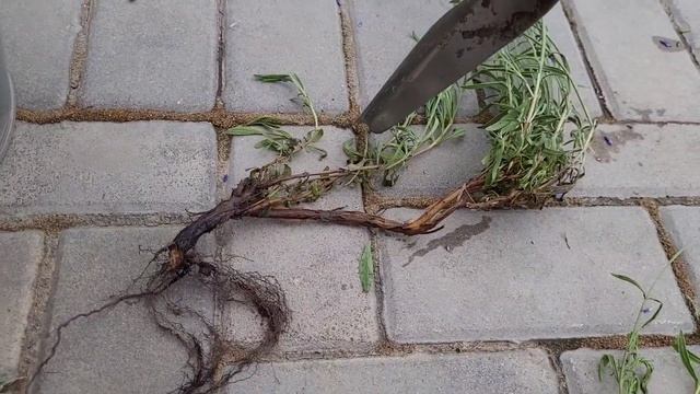 Деление куста Лаванды. Сложности высадки делёнок в грунт. смотреть онлайн
