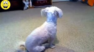 Собака пугается пука