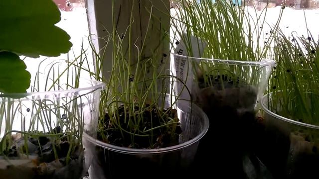 26марта рассада на подаконнике петуньи лобелии перцы помидоры смотреть онлайн