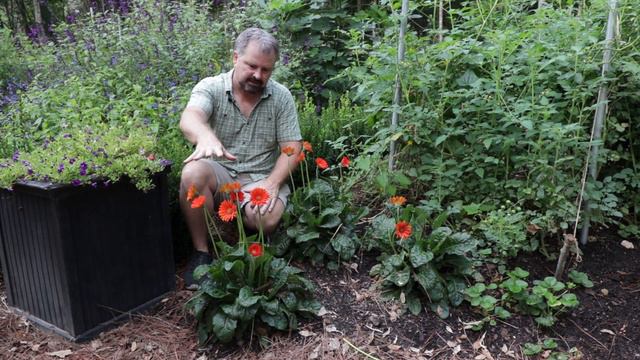 Garden Jewels™ Gerbera Daisies - All Season Flowers смотреть онлайн