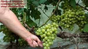 Виноград МИЛАНКА -  на 30 июля уже набрал сахар и мускат. Сравнение с Бананасом.