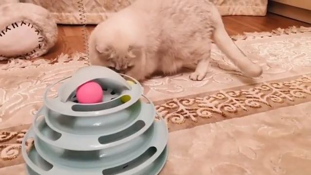 У этой кошки самые удивительные глаза на планете!😻💎 смотреть онлайн