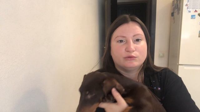 К бронированию щенки таксы - что нужно сделать чтобы купить у нас щенка?