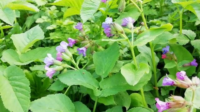 Весенние цветы. Первоцветы.