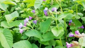 Весенние цветы. Первоцветы.