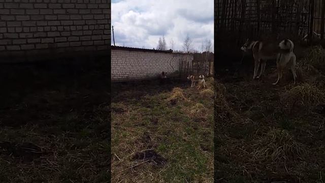 Притравка молодого ЗСЛ Брук-Файр по воль'єрному кабану. смотреть онлайн