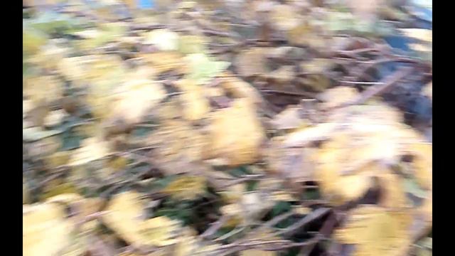 Октябрь. Пчёлы носят пыльцу. Вопрос!? 30.10.2020. ПЧЕЛОВОДСТВО С НУЛЯ. КАК Я ЭТО ВИЖУ... смотреть онлайн