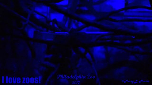 Philadelphia Zoo Aye Ayes in VERY Dark Exhibit смотреть онлайн