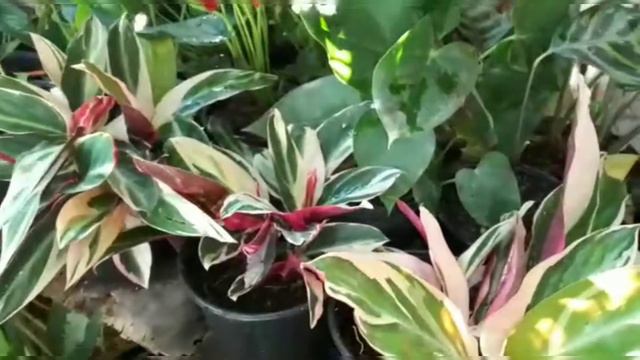 CALATHEA TRIOSTAR|| EL RINCÓN DE NORA смотреть онлайн