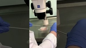 Как происходит замораживание эмбрионов?