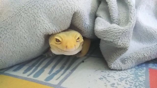 Самец эублефара сидит под одеялом/ Leopard Gecko Basking Under The Blanket