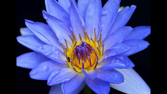 UNBLOCK All 7 CHAKRAS MEDITATION (Chant Mantras) 10 Min. смотреть онлайн