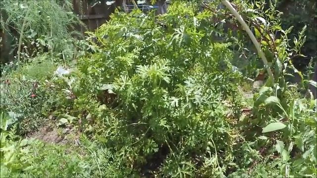 Growing Malva Moschata: An Uncommon and Underutilized Permaculture Plant смотреть онлайн