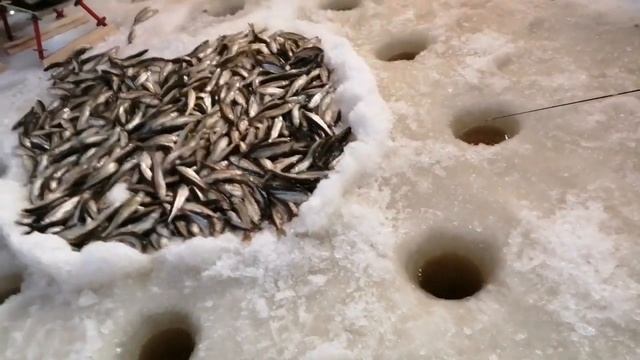 Бешеный клев корюшки(чека). Подледная рыбалка. Сахалинская рыбалка & Sakhalin fishing смотреть онлайн