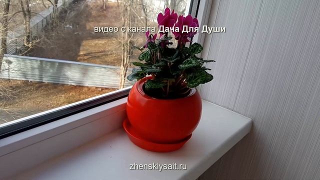 ЦИКЛАМЕН - капризуля: правильный полив, температура, влажность, освещенность, уход смотреть онлайн