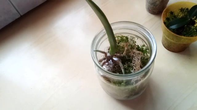 ошибки при посадке орхидей в живой мох