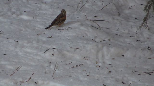 Что за птички затесались среди воробьев. Три птички, которые летают вместе с воробьями на кормушке смотреть онлайн